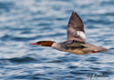 Mergus merganser